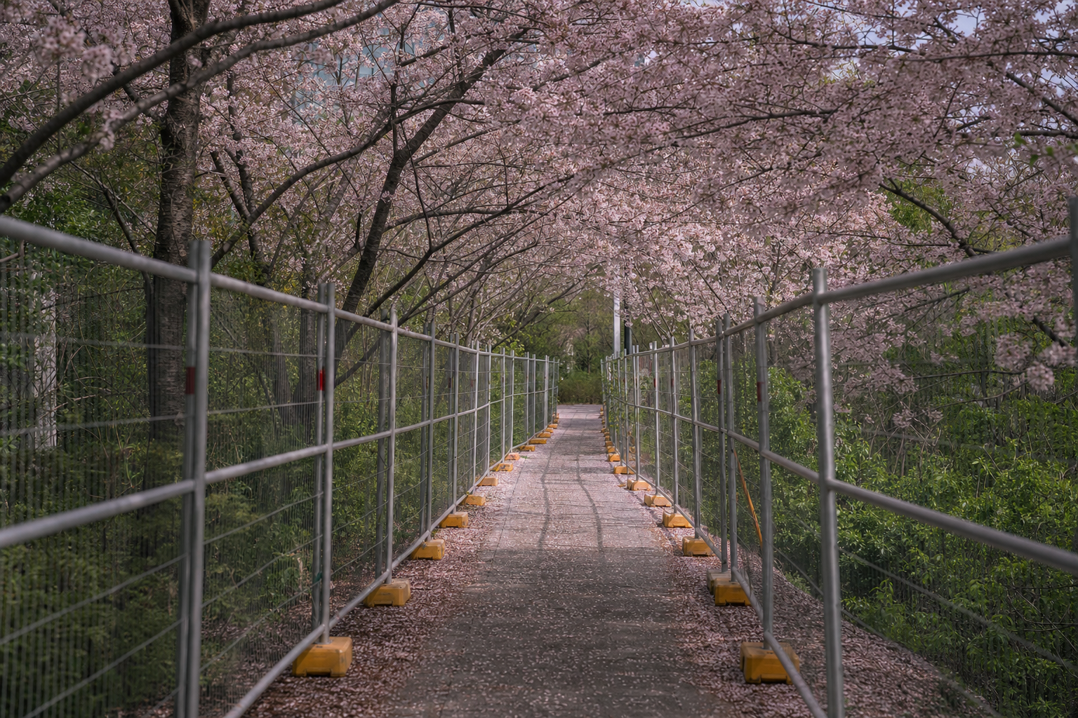 Tokyo in Cherry Blossom Season: The Honest Case Against Going