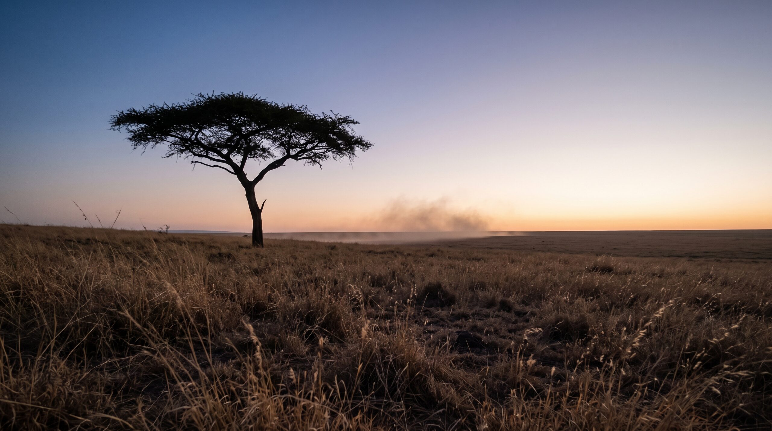 East African savannah at first light, acacia tree silhouette, pale orange sky, dry golden grass